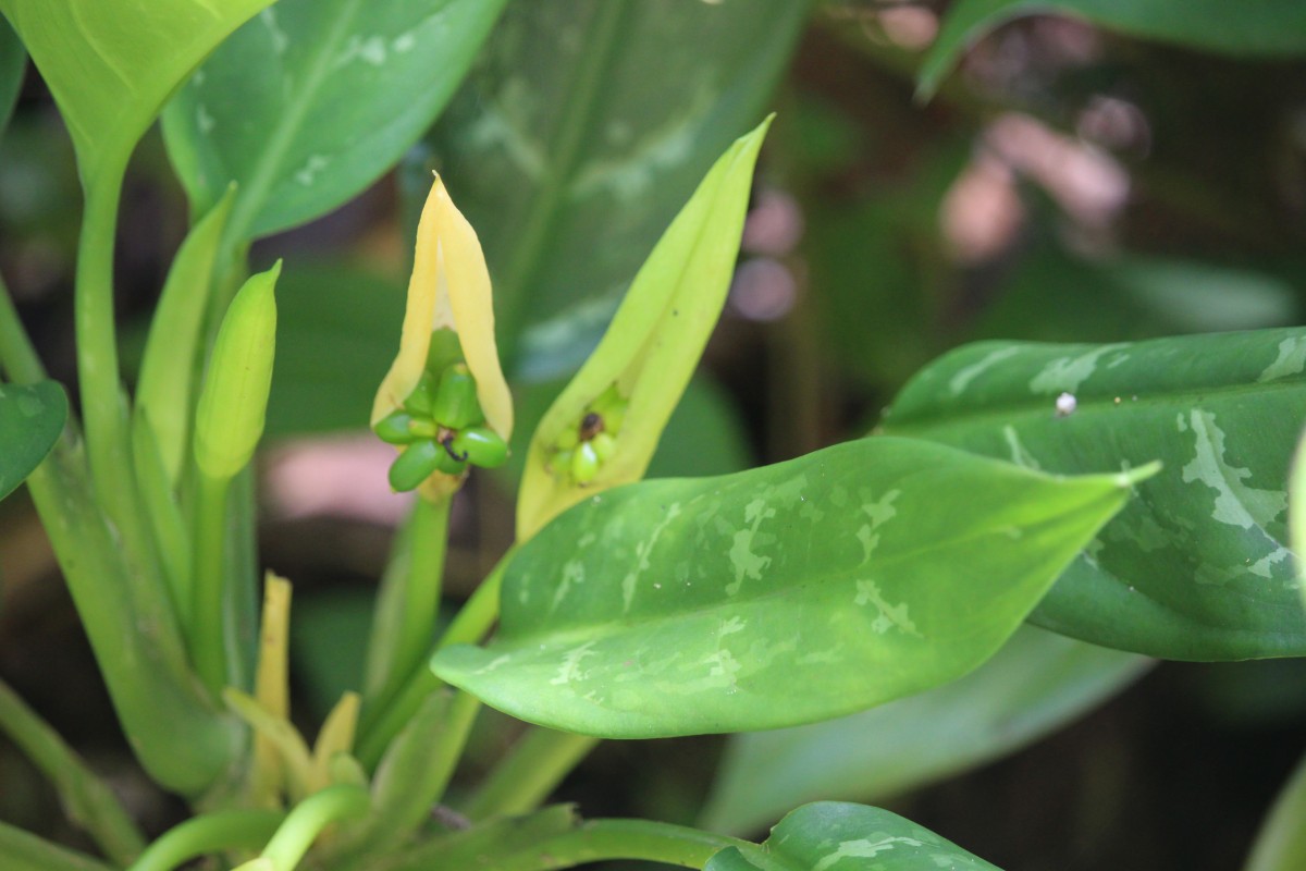 Aglaonema commutatum Schott